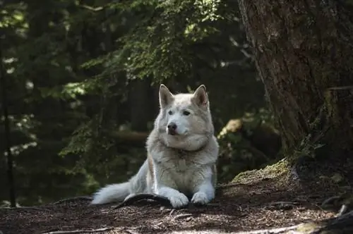 valkoinen siperianhusky metsässä