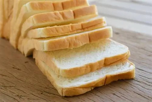 Le tartarughe possono mangiare il pane? Valori nutrizionali esaminati dal veterinario & Guida alla sicurezza