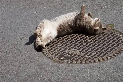 grå katt liggande på marken