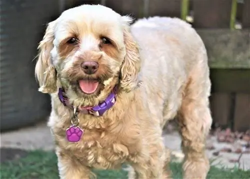 cockapoo