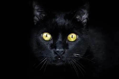 gato negro con ojos brillantes en la oscuridad