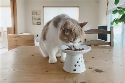 kucing makan dari mangkuk modern di atas meja