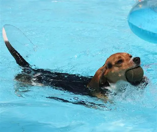 pocket beagle nadando na piscina com bola na boca