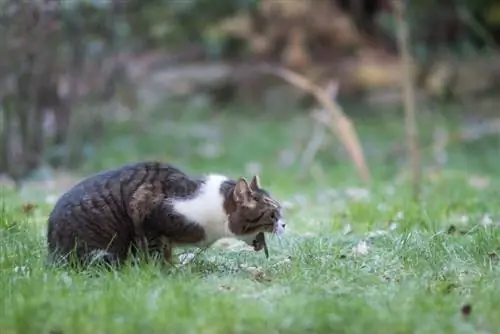 vómito de gato en la hierba