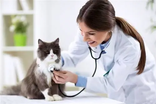 kucing persia diperiksa oleh dokter hewan.