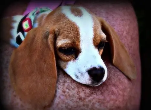 Pocket Beagle: ข้อมูลสายพันธุ์สุนัข ลักษณะ ข้อเท็จจริง & รูปภาพ