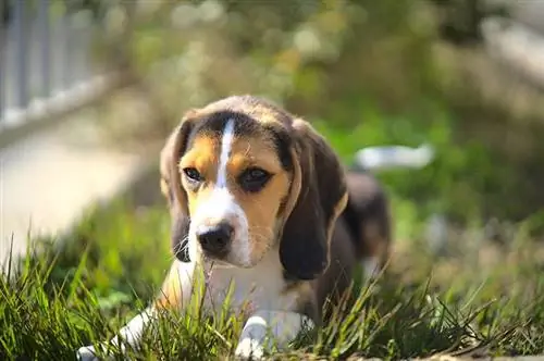 ung lommebeagle på græsplænen