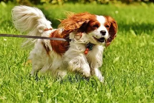 Cavalier King Charlesin spanieli