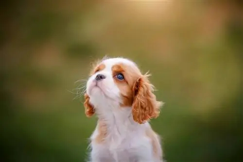 Mfalme wa Cavalier Charles Spaniel puppy