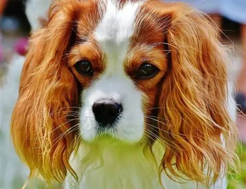 Mfalme wa Cavalier Charles Spaniel