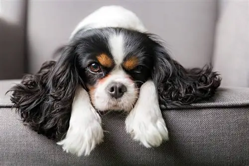 Mfalme wa Cavalier Charles Spaniel