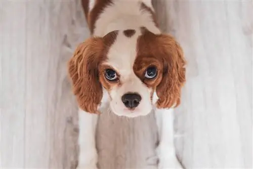 Mfalme wa Cavalier Mweupe na Mwekundu Charles Spaniel Puppy