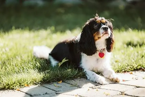 cavalier roi Charles Spaniel