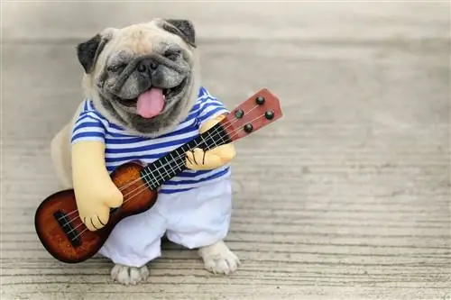 anjing senang bermain ukulele