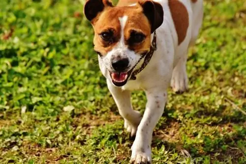 Jack Russel buldogo mišinys