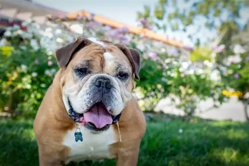 23 Breed Campuran Bulldog