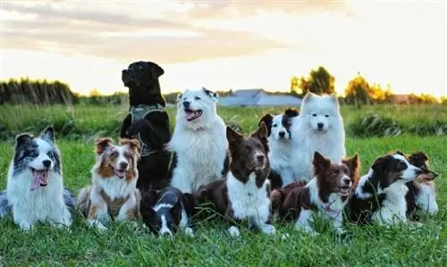 Diferentes razas de perros al atardecer.