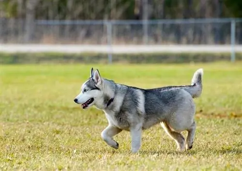 Miniature Husky: Informasjon, bilder, egenskaper & Fakta