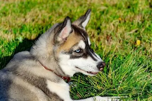 Hondjie miniatuur husky_Taisya Korchak_shutterstock