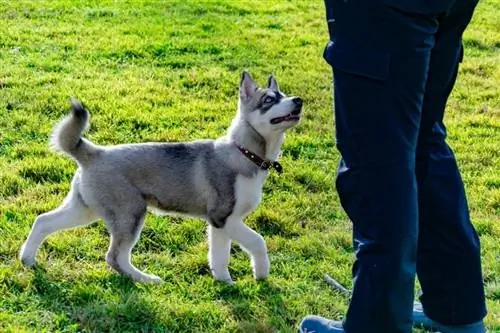 Hondjie miniatuur husky_Taisya Korchak_shutterstock2