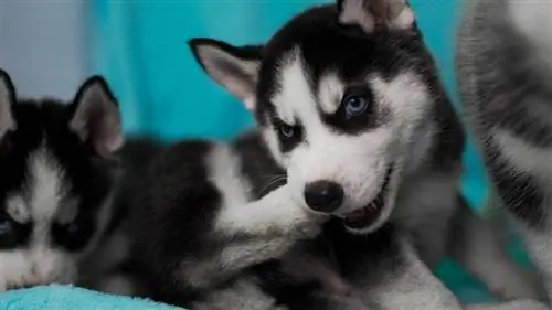 Husky sibérien miniature mignon_Wirestock Creators_shutterstock