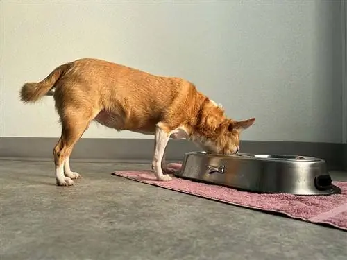 Perro chihuahua senior dorado y blanco comiendo comida de un tazón elevado de acero inoxidable