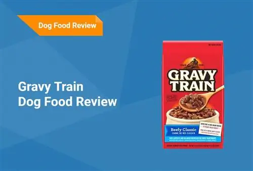 Gravy Train Dog Food Review 2023: استدعاء ، إيجابيات & سلبيات