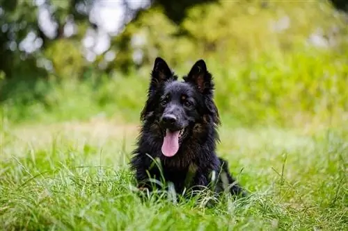 Tsjekkisk Shepherd_Jaroslav Noska_shutterstock