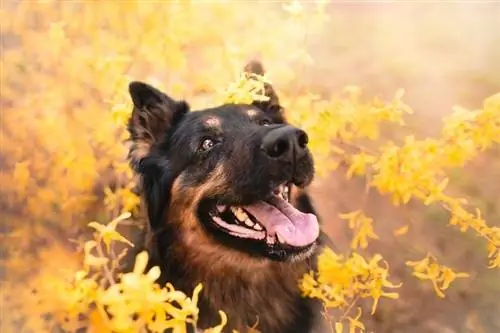 Czeska bohema shepherd_moncakk_shutterstock