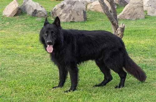 cane da pastore tedesco ceco adulto al parco