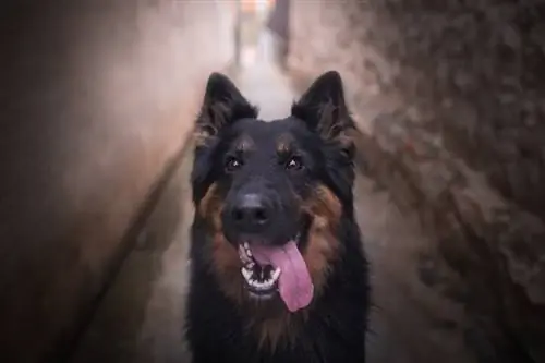 Rasa națională cehă Bohemian Shepherd_moncakk_shutterstock