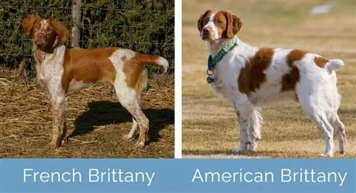 Brittany ฝรั่งเศส vs American Brittany เคียงข้างกัน