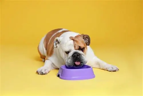 Engelse Bulldog aan het eten