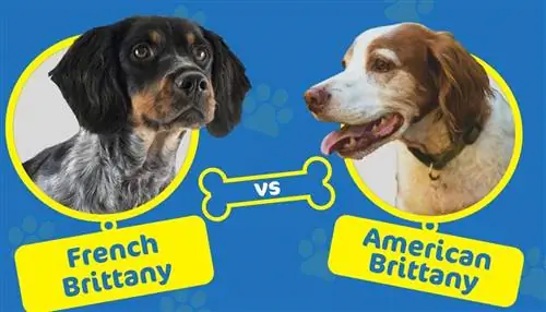 French Brittany vs American Brittany: The Differences (with Pictures)