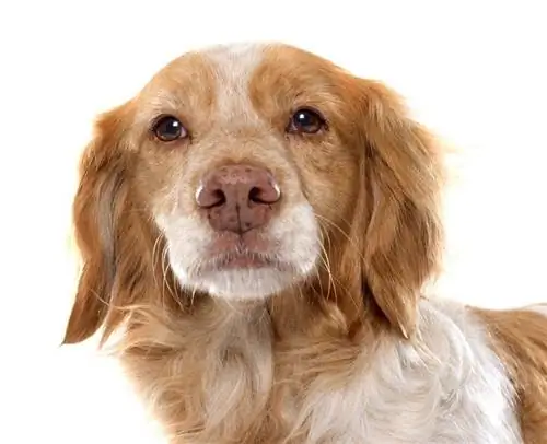 Brittany Spaniel_cynoclub_shutterstock