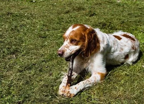 Bretaņas spaniels guļ zālienā spēlējoties ar toy_Marko25_shutterstock