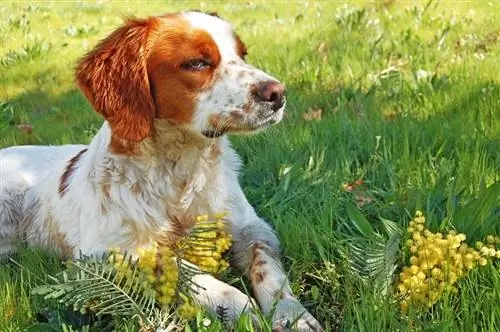 Brittany Spaniel_valentina Ponkina_shutterstock