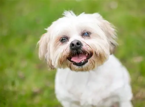 Ein Shih Tzu-Hund mit Katarakt auf einem Auge