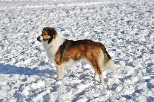 English Shepherd: Info, Gambar, Ciri-ciri & Fakta