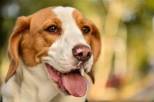 Lemon Beagle: informazioni, immagini, caratteristiche & Fatti