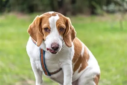 limau putih beagle_Gabriel_JH_shutterstock