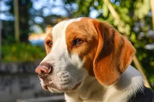 beagle limau putih yang cantik_Gabriel_JH_shutterstock