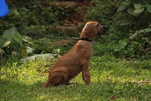 bully kutta stând pe iarbă