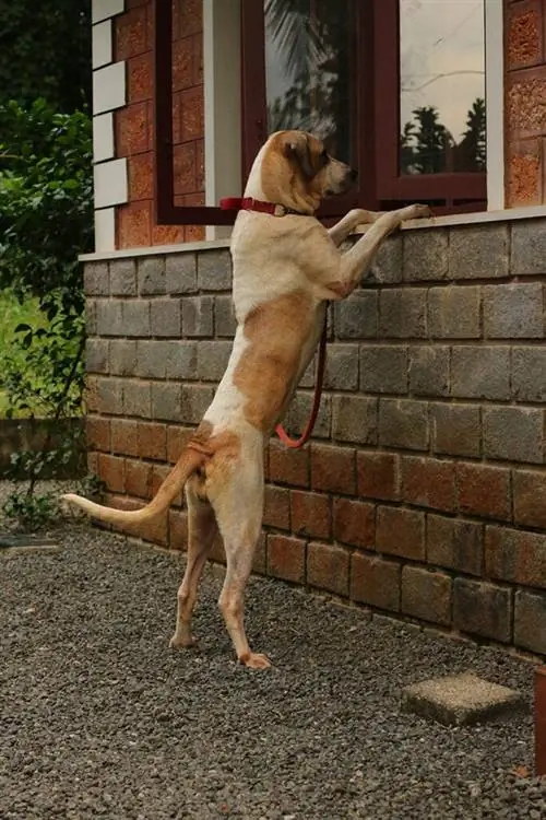 bullebak Kutta die naar het raam kijkt