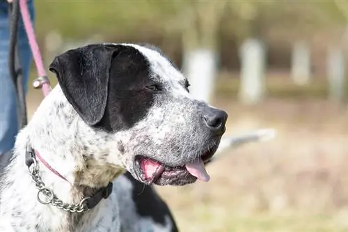 iš arti bully kutta su apykakle ir pavadėliu