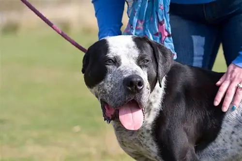 närbild bully kutta med sin ägare