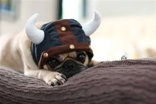 pug viking