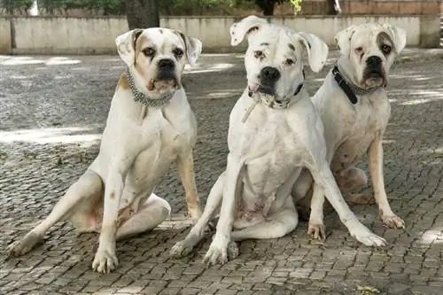 trois boxeurs blancs de race pure assis dans la rue