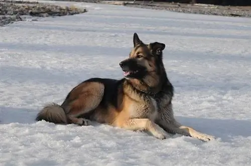 Schæferhund i snøen