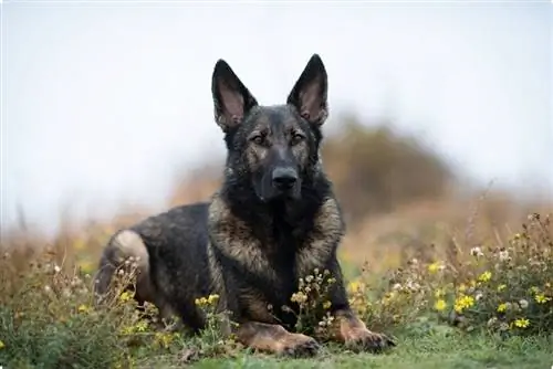 retrato de um cão pastor alemão sable escuro